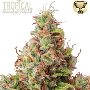 Tropical Zmoothie Auto Seedstockers