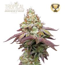 Tropical Zmoothie Seedstockers