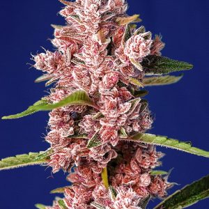 Tropicanna Poison Fast Sweet Seeds