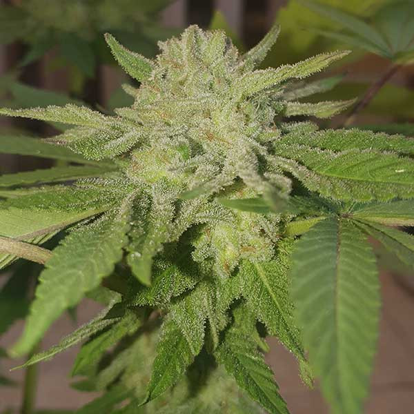 Unknown Kush Delicious Seeds