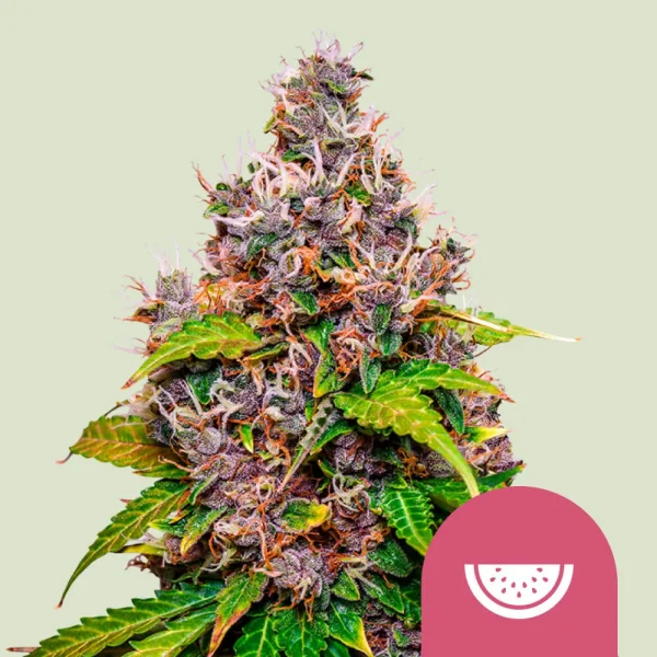 Watermelon Royal Queen Seeds