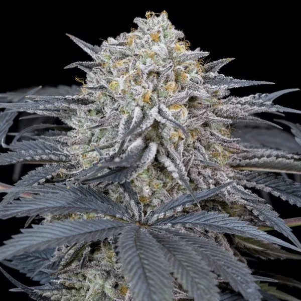 Watermelon Runtz Silent Seeds