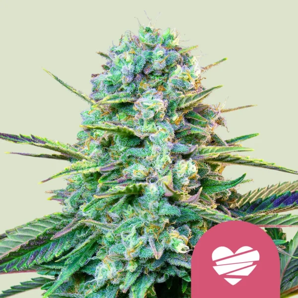 Wedding Crasher Royal Queen Seeds