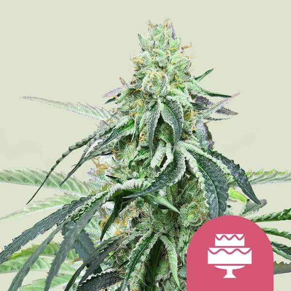Wedding Gelato Royal Queen Seeds