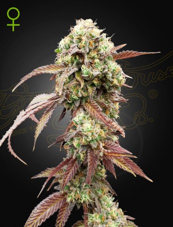 West Coast OG X Gelato Auto 41 Green House