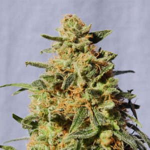 White Domina Kannabia – kristalno prekrita indika cannabis semena z gostimi cvetovi in bogato smolo.