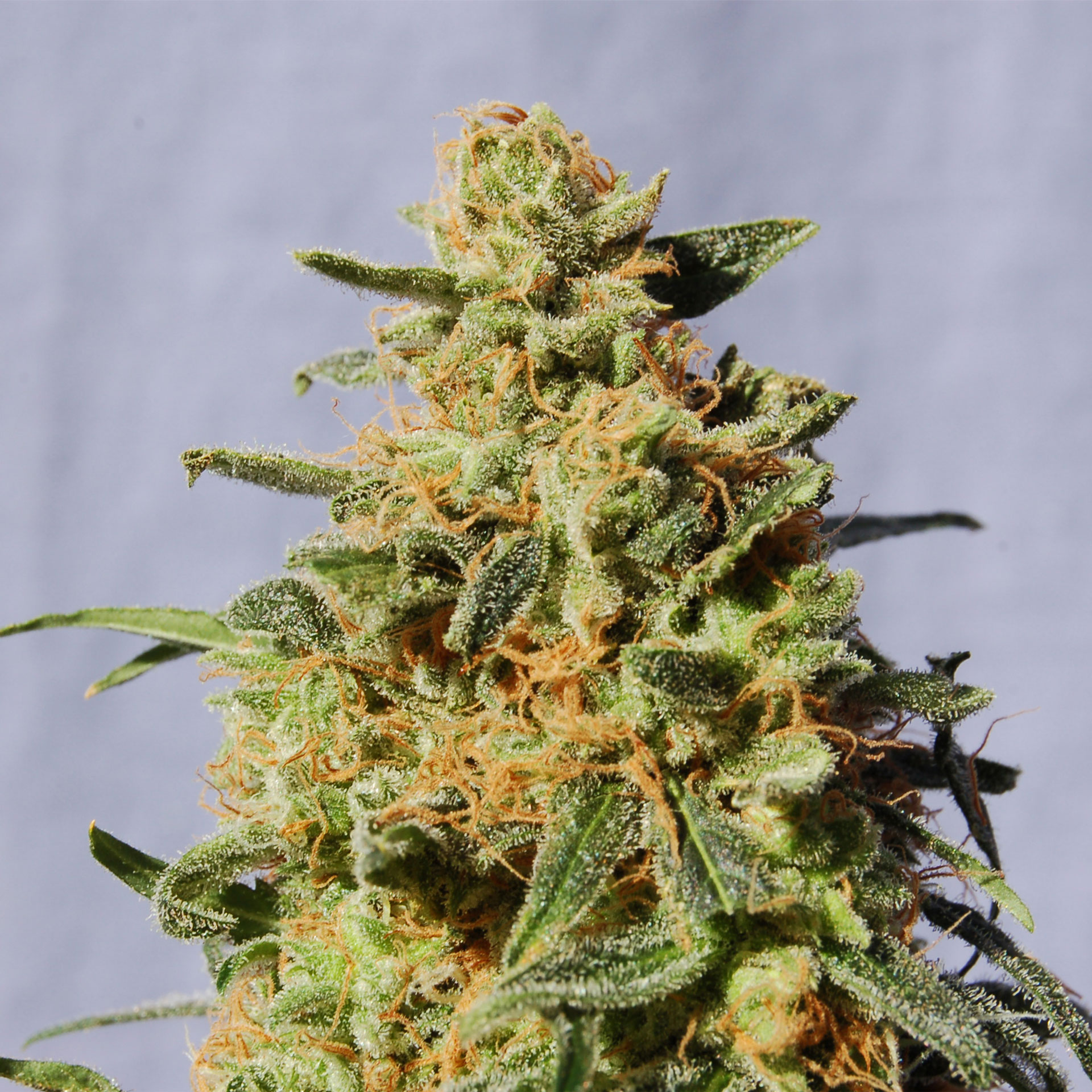 White Domina Kannabia – kristalno prekrita indika cannabis semena z gostimi cvetovi in bogato smolo.