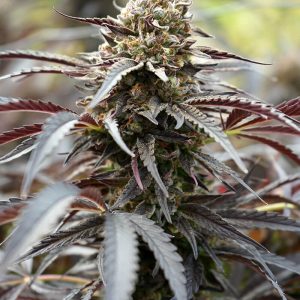 White Runtz Fast Humboldt Seed Organization