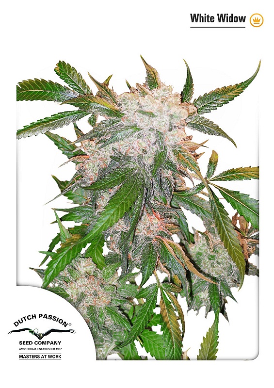 White Widow – kompaktni, popolnoma beli in smolnati popki klasične konopljine sorte z močno aromo in visoko potentnostjo.