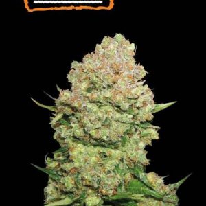 White Widow Seedstockers