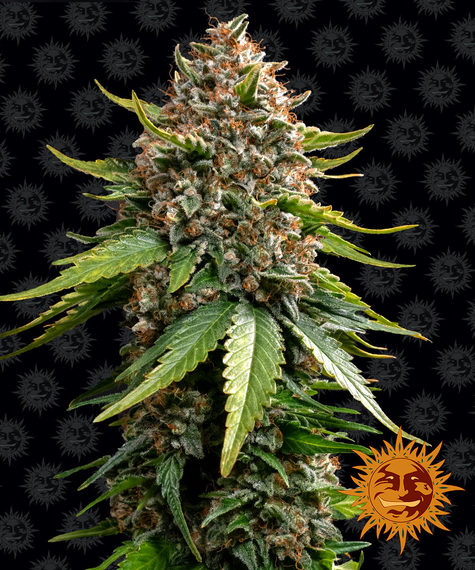 White Widow XXL Auto Barney’s Farm