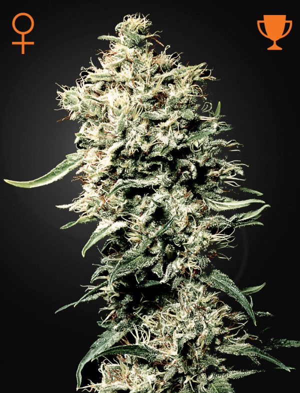 White Rhino Green House
