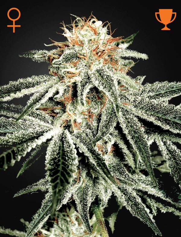 White Widow Green House