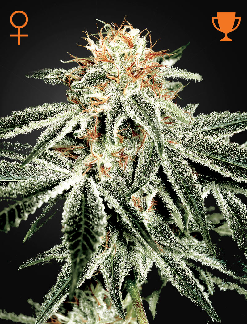 White Widow Green House