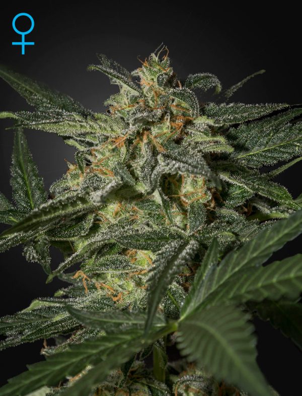 Auto White Widow Green House