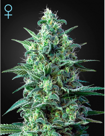 CBD White Widow Auto Green House