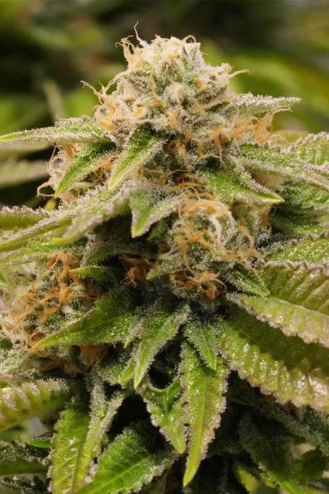 Gorilla Breath Humboldt Seed Organization
