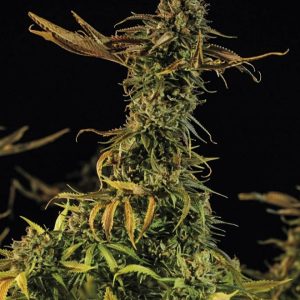 Humboldt Seed Organization Blueberry Headband