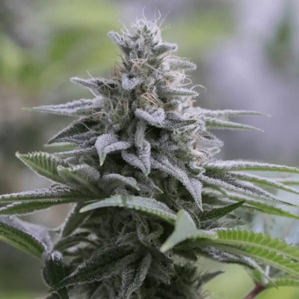 Zkittlez 2.0 Silent Seeds