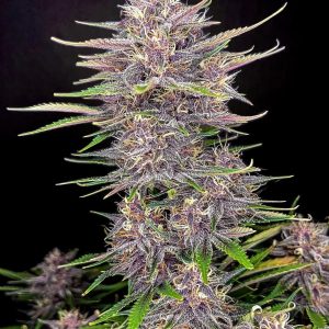 Fast Buds Banana Purple Punch Auto