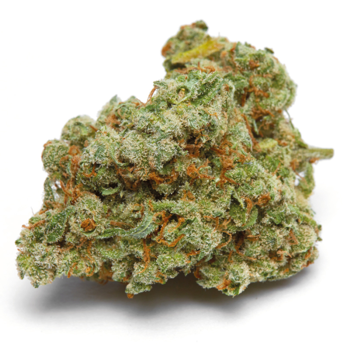 Growers Choice Double XL Banana Sherbert Auto