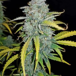 Fast Buds Blue Dream Auto