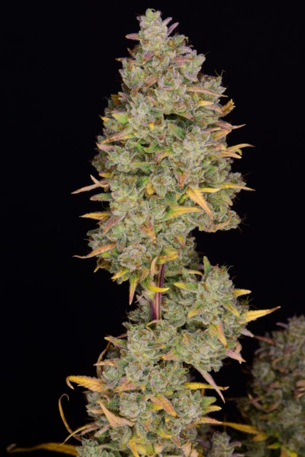 Fast Buds Gelato Auto