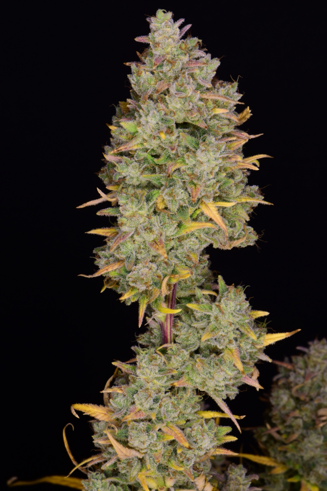 Fast Buds Gelato Auto