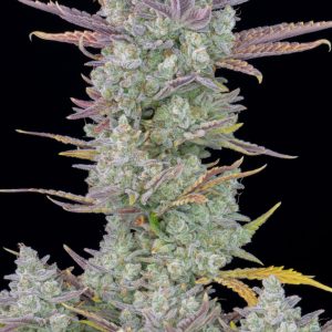 Fast Buds Gorilla Cookies Auto