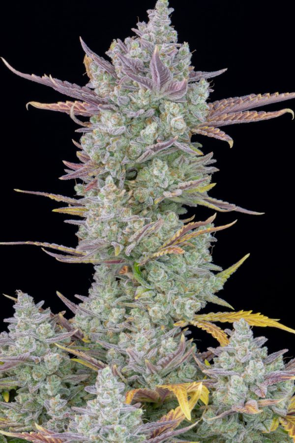 Fast Buds Gorilla Cookies Auto