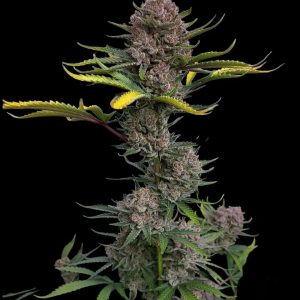 Fast Buds - Gorilla Punch Auto
