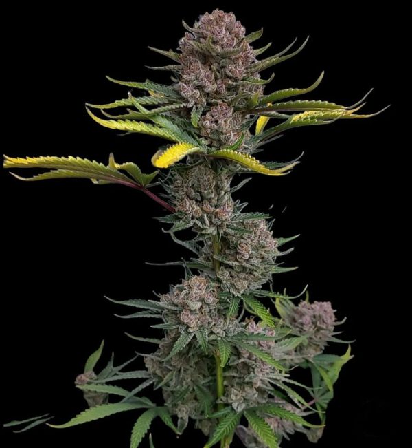 Fast Buds - Gorilla Punch Auto