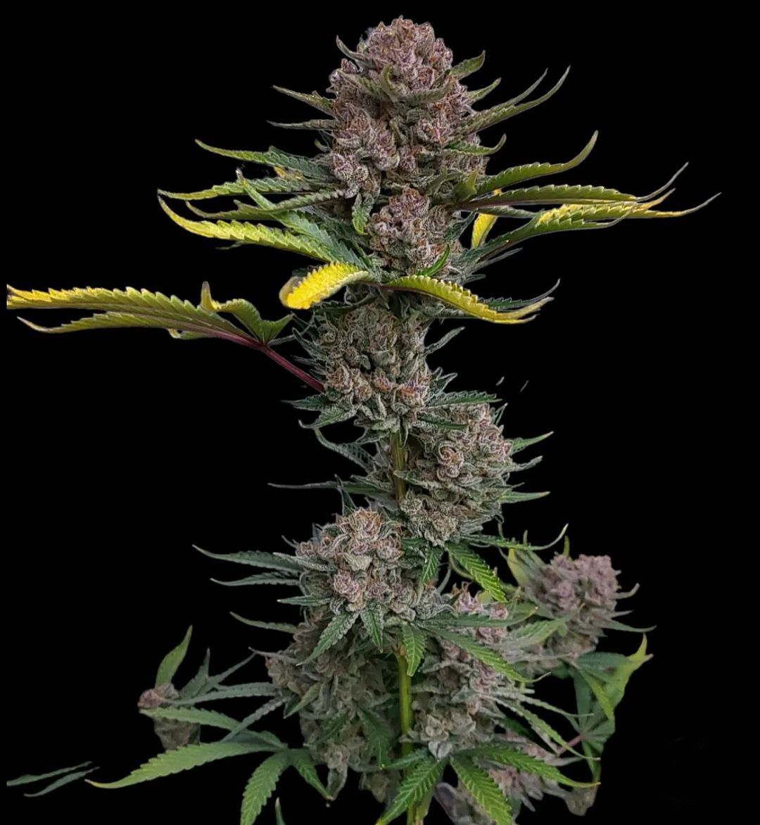 Fast Buds - Gorilla Punch Auto