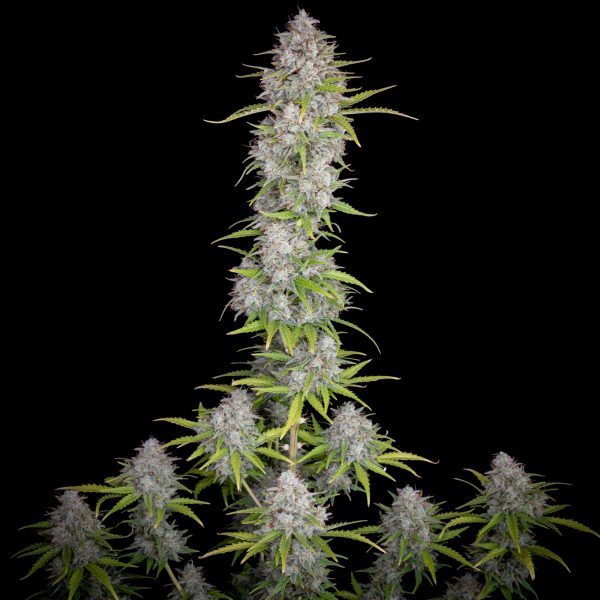 Fast Buds - Orange Sherbet Auto