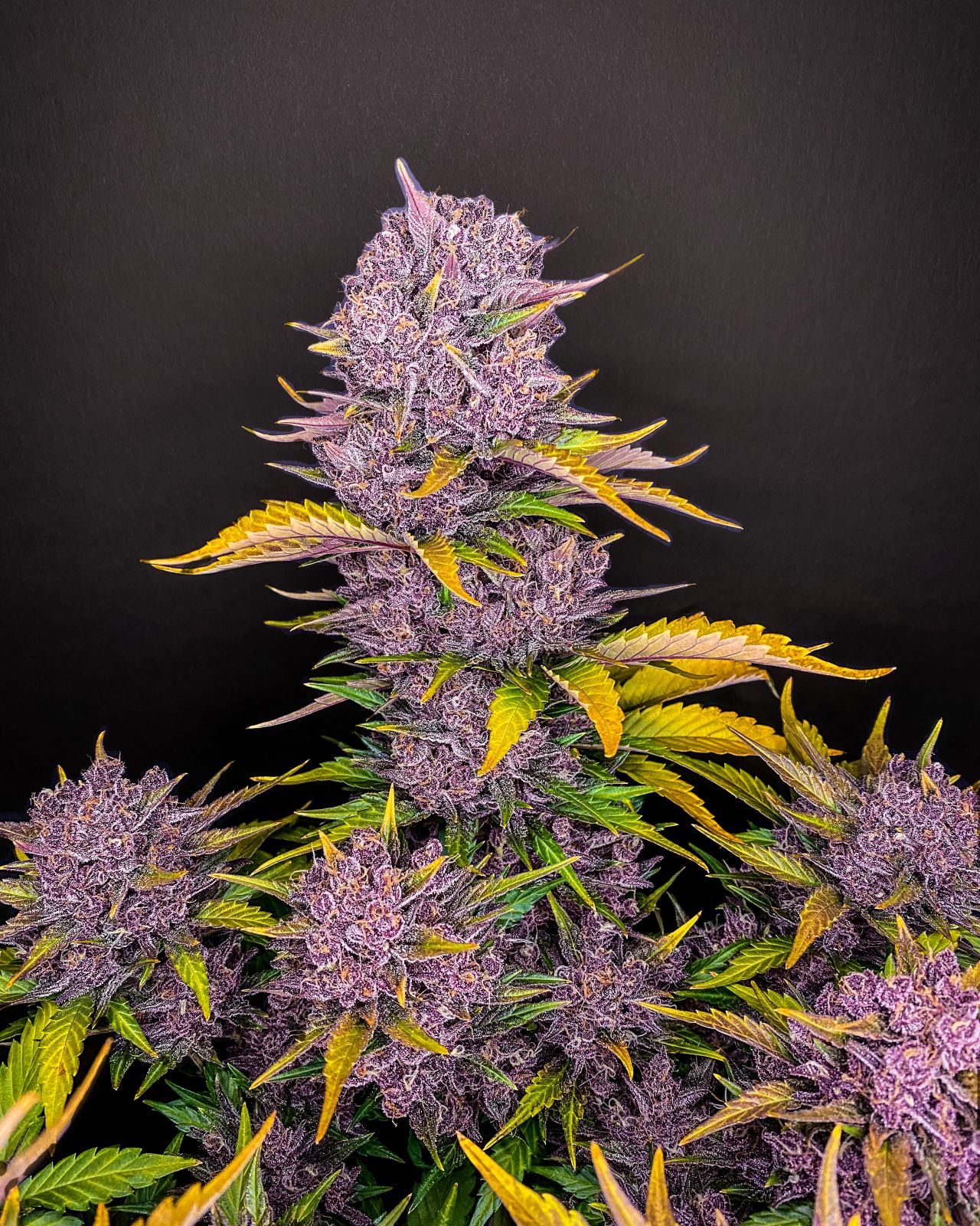Fast Buds - Purple Lemonade Auto
