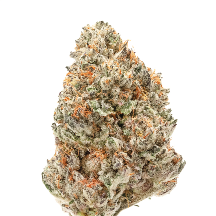 Growers Choice Double XL Watermelon Wedding Cake Auto