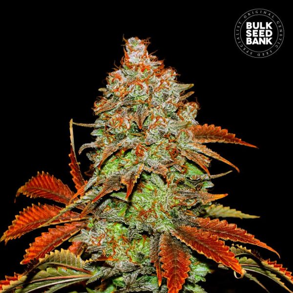 Auto Bubblegum Extra Bulk
