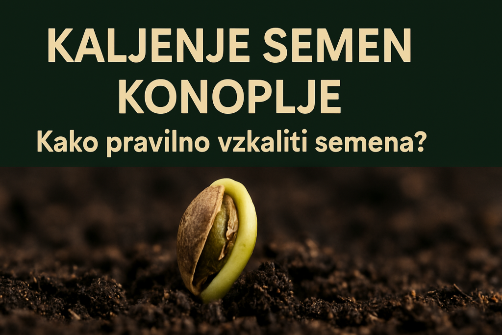 Kaljenje semen konoplje – popolni vodič za uspešen začetek (2026)
