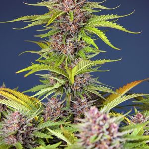 Mimosa Bruce Banner XL Auto Sweet Seeds