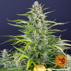 Gorilla Zkittlez Auto Barney's Farm