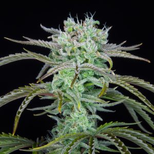 Strawberry Banana Auto Fast Buds