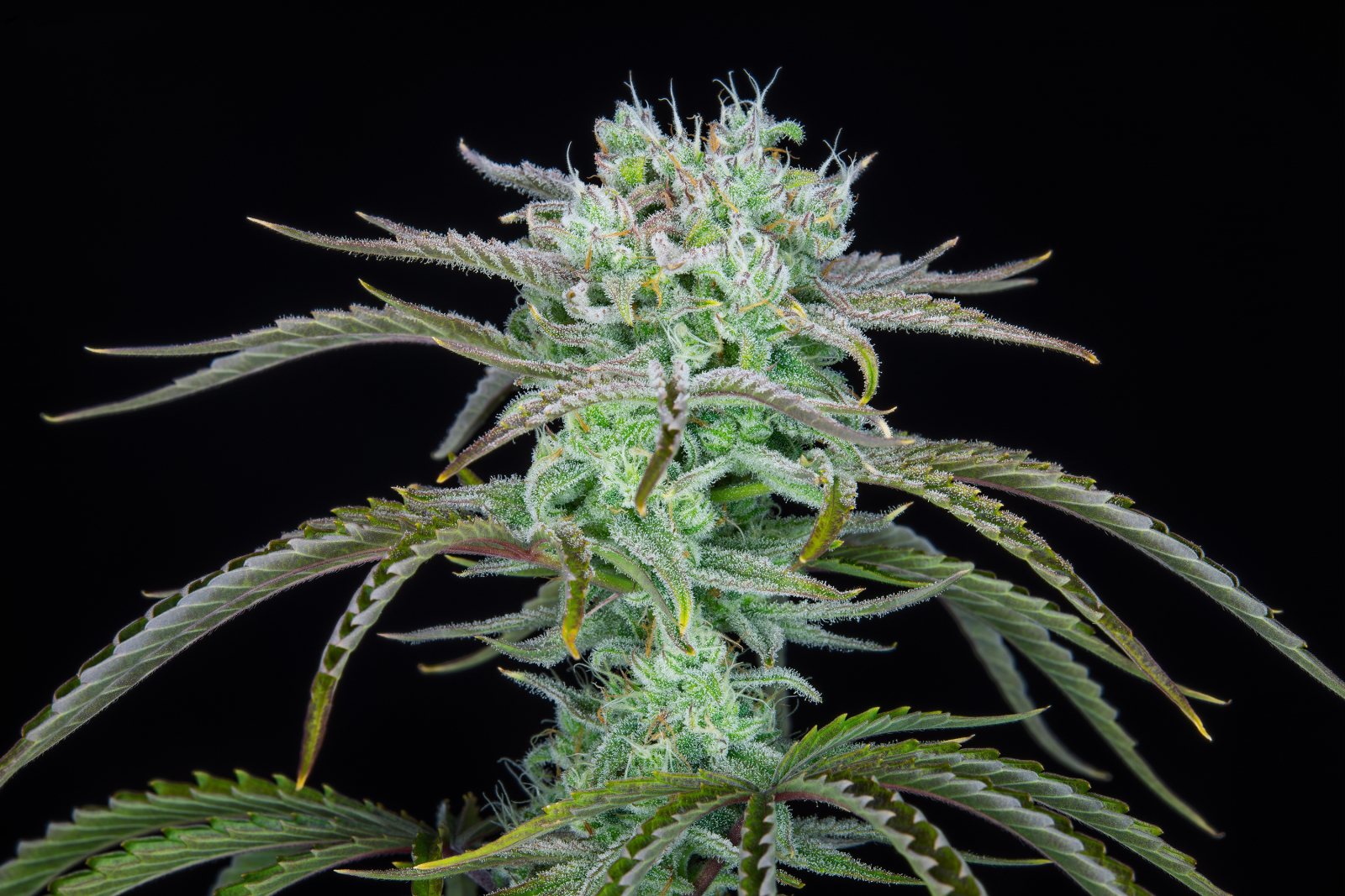 Strawberry Banana Auto Fast Buds
