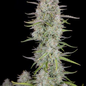 Wedding Cheesecake Auto Fast Buds