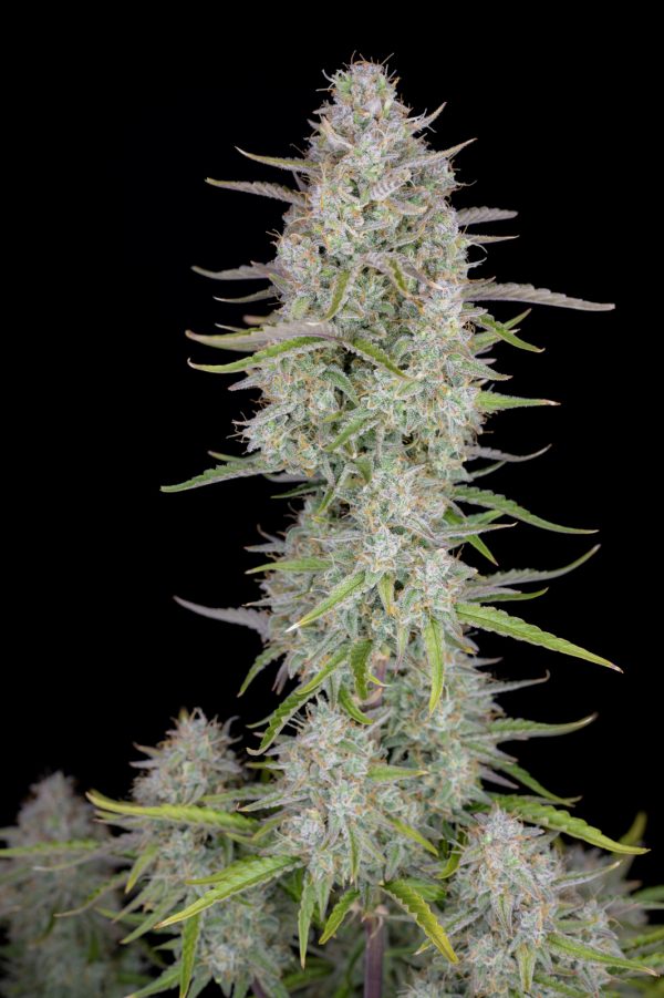 Wedding Cheesecake Auto Fast Buds
