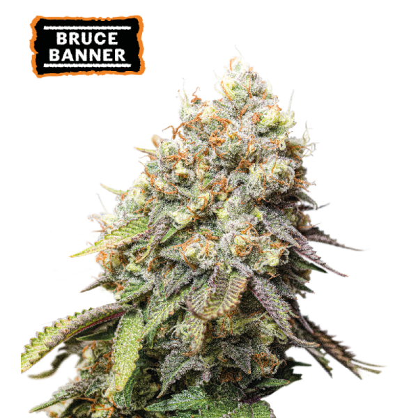 Bruce Banner Seedstockers