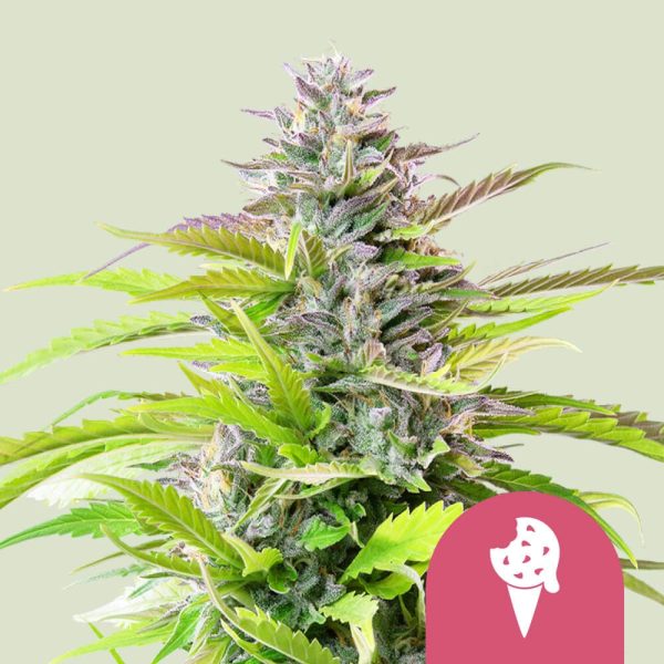 Cookies Gelato Royal Queen Seeds