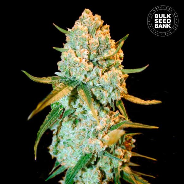 Special Crystal Haze Bulk