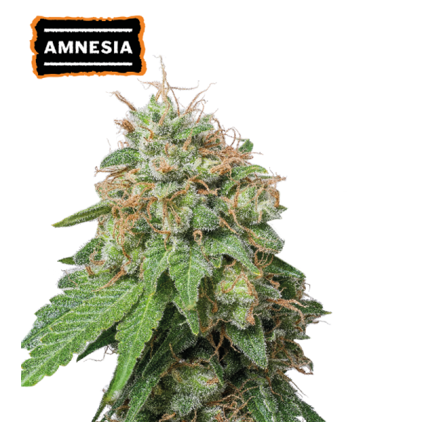 Amnesia Auto Seedstockers