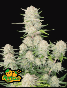 Apricot Auto Fast Buds
