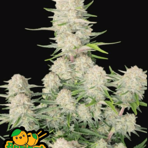 Apricot Auto Fast Buds